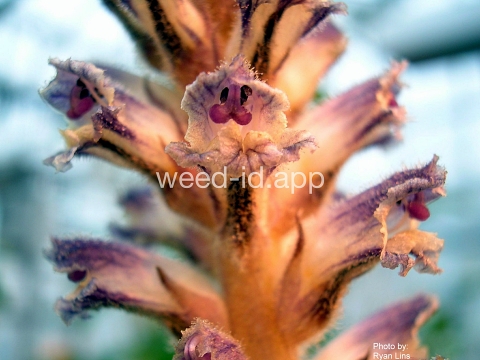 broomrape, small